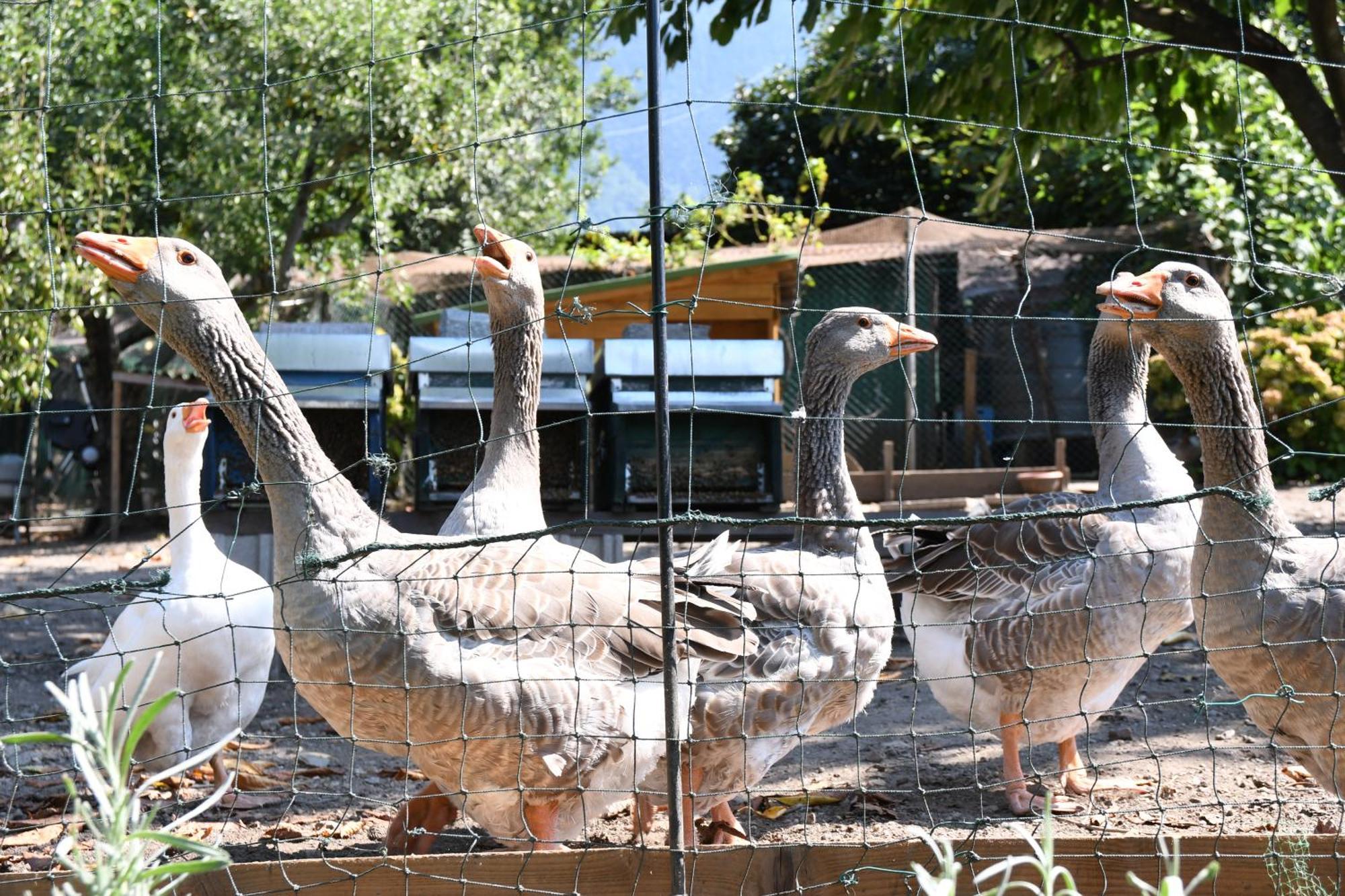 Il Giardino Dei Ciliegi Appartement Colico Buitenkant foto