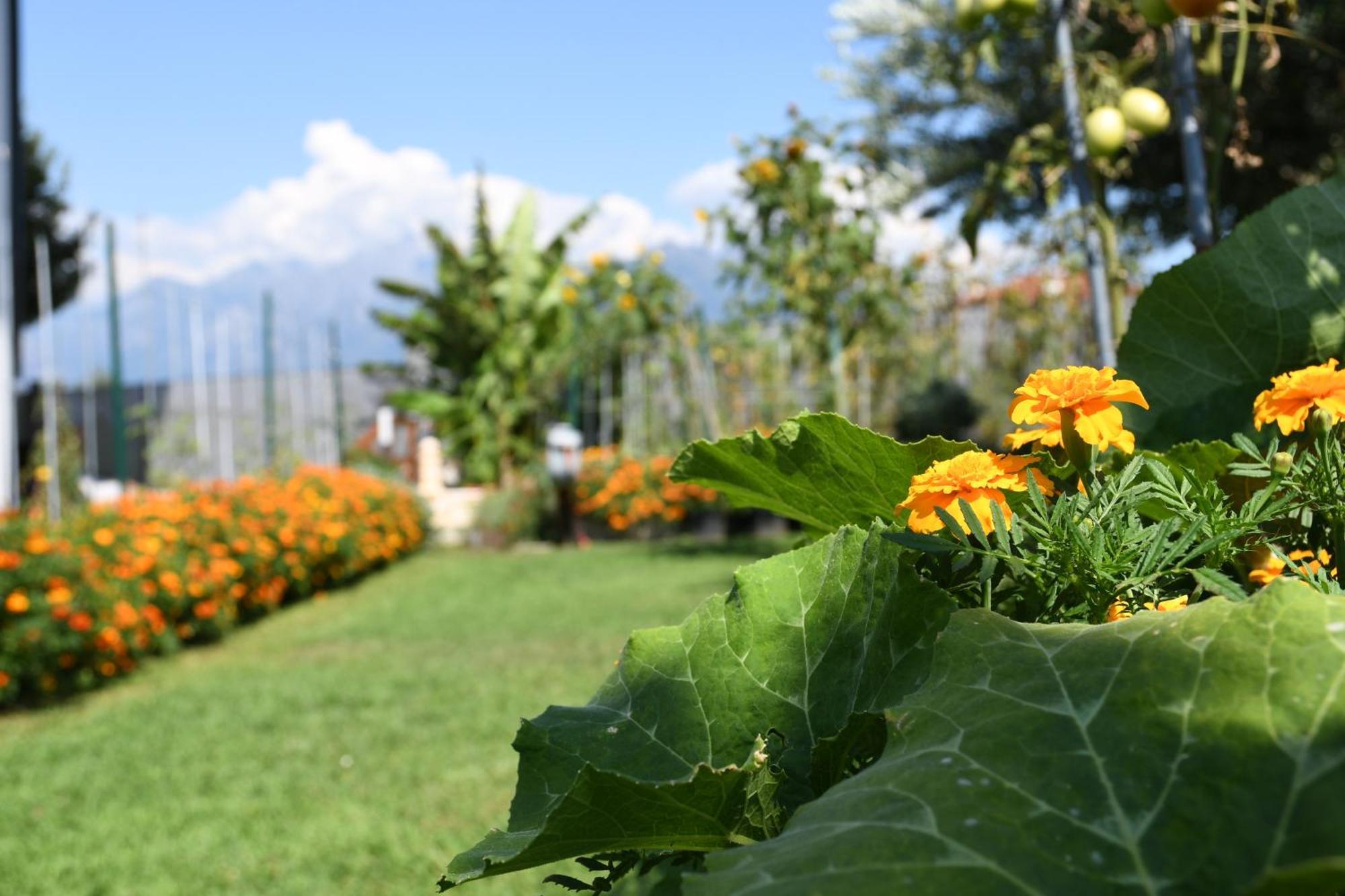 Il Giardino Dei Ciliegi Appartement Colico Buitenkant foto