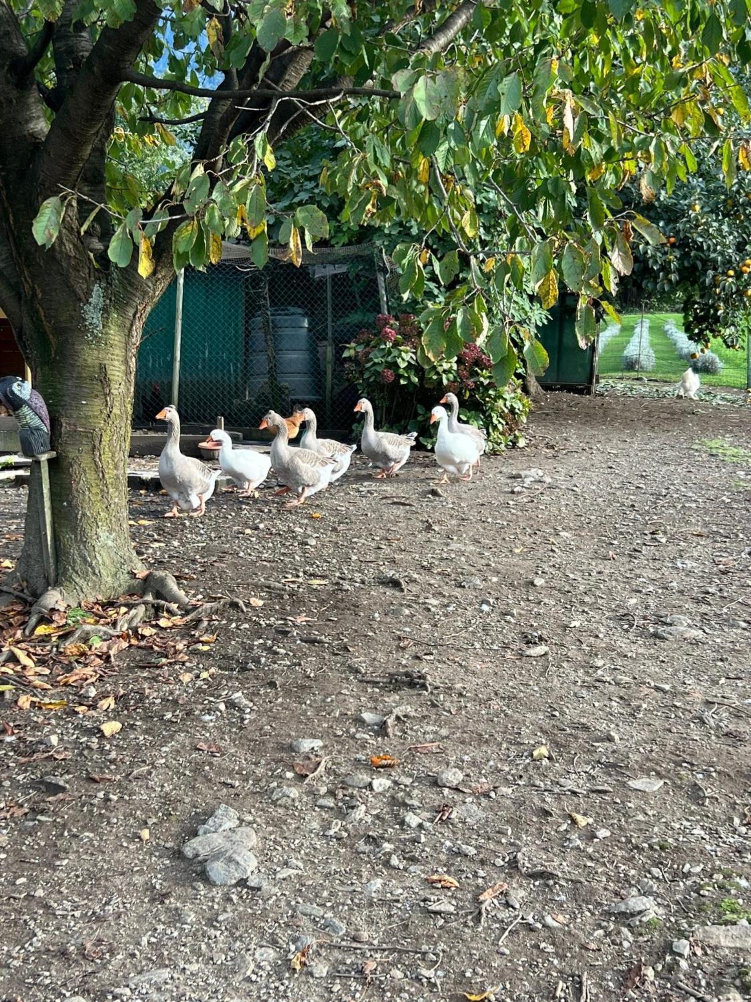 Il Giardino Dei Ciliegi Appartement Colico Buitenkant foto