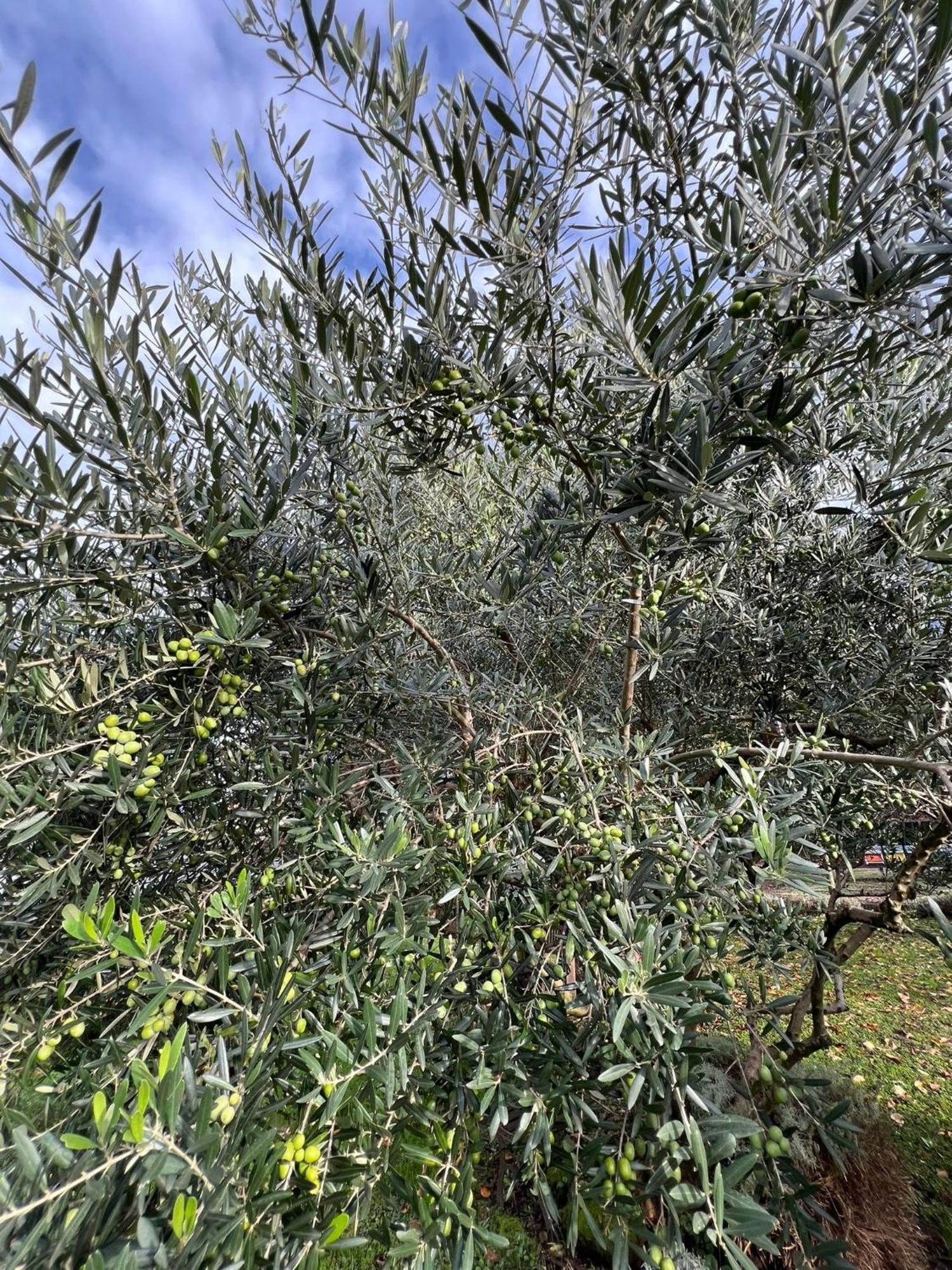 Il Giardino Dei Ciliegi Appartement Colico Buitenkant foto