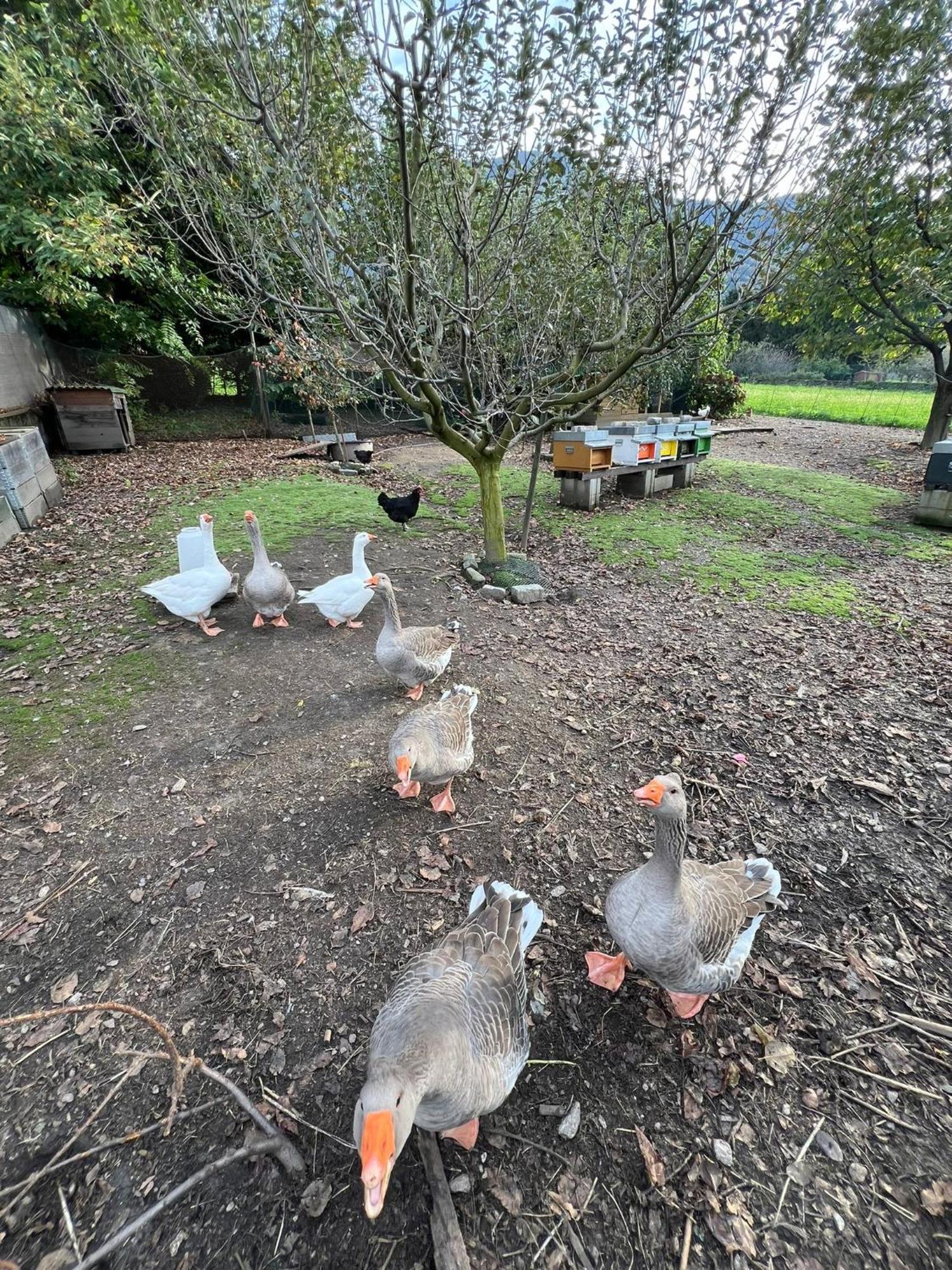Il Giardino Dei Ciliegi Appartement Colico Buitenkant foto