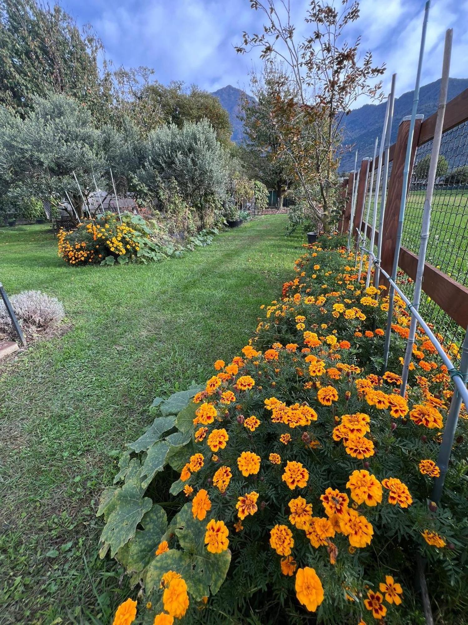 Il Giardino Dei Ciliegi Appartement Colico Buitenkant foto